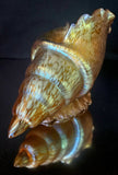 Loetz Art Glass "Candia Papillon" Gold Iridescent Conche Shell Vase c1900
