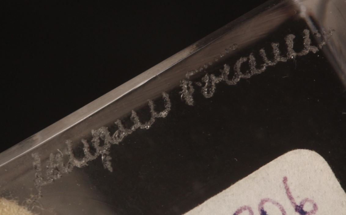 Lalique France Frosted Crystal Bison, paperweight figure #1196